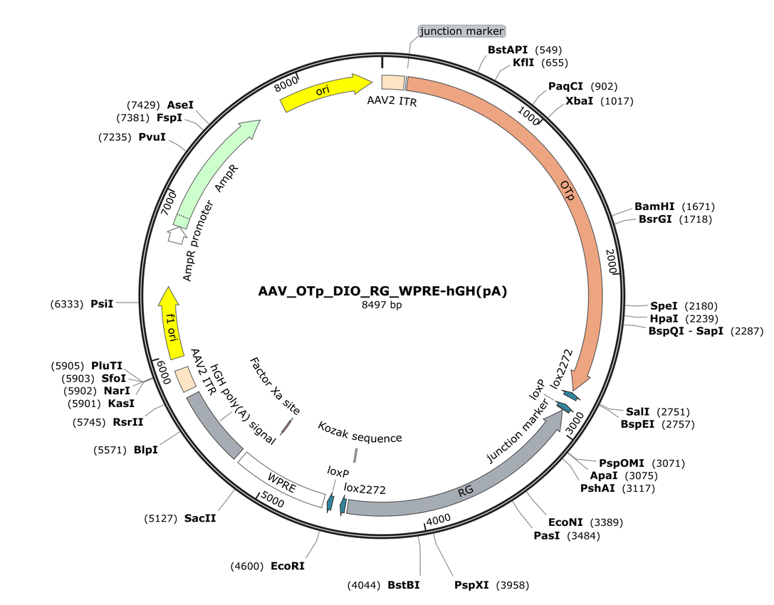 Vector map for AAV_OTp_DIO_RG_WPRE-hGH(pA)