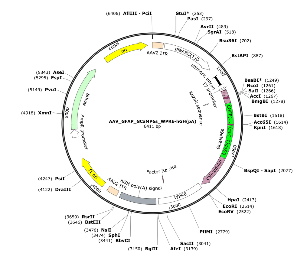 Vector map for AAV_GFAP_GCaMP6s_WPRE-hGH(pA)