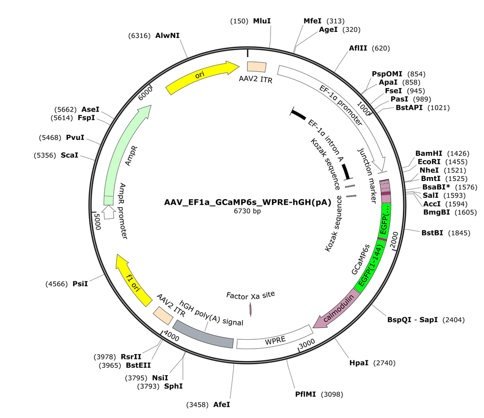 Vector map for AAV_EF1a_GCaMP6s_WPRE-hGH(pA)