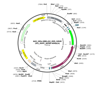 AAV_hDlx-HBB-chI_DIO_hM4D(Gi)_EGFP_WPRE-bGHp(A)