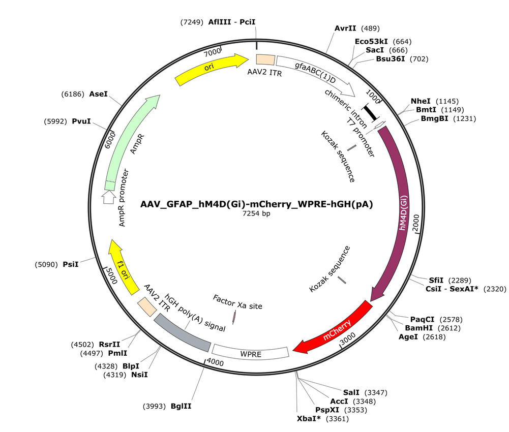 Vector map for AAV_GFAP_hM4D(Gi)-mCherry_WPRE-hGH(pA)