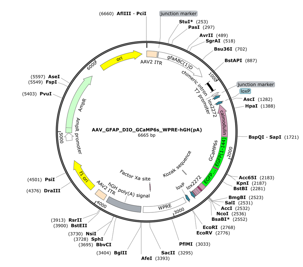 Vector map for AAV_GFAP_DIO_GCaMP6s_WPRE-hGH(pA)
