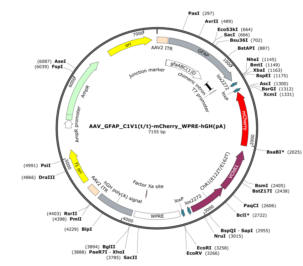 Vector map for AAV_GFAP_C1V1(t/t)-mCherry_WPRE-hGH(pA)