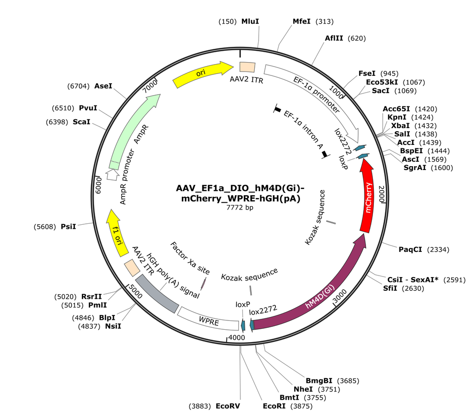 Vector map for AAV_EF1a_DIO_hM4D(Gi)-mCherry_WPRE-hGH(pA)