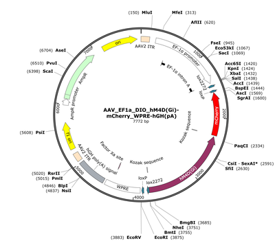 AAV_EF1a_DIO_hM4D(Gi)-mCherry_WPRE-hGH(pA)