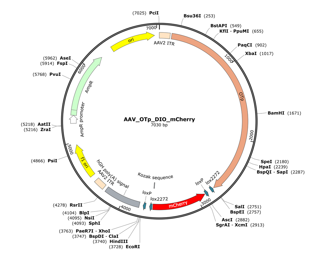 Vector map for AAV_OTp_DIO_mCherry