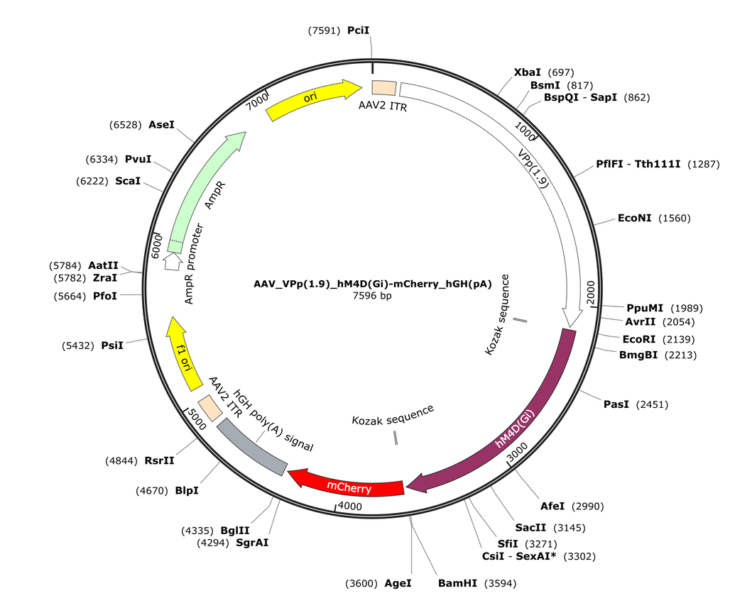 Vector map for AAV_VPp(1.9)_hM4D(Gi)-mCherry_hGH(pA)