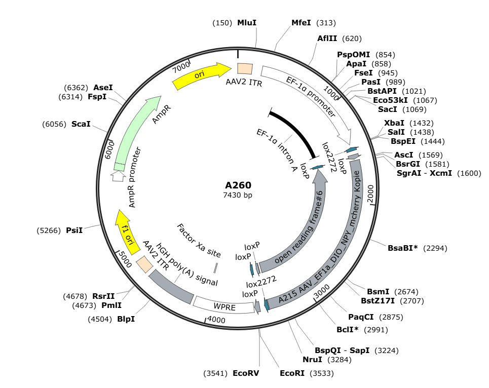 Vector map for AAV_EF1a_DIO_C1V1(t/t)-TS-mCherry_WPRE-hGH(pA)