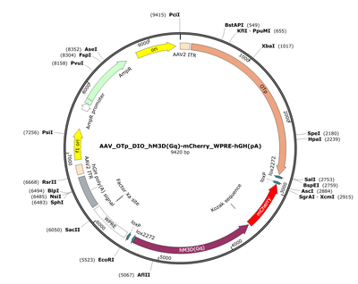 AAV_OTp_DIO_hM3D(Gq)-mCherry_WPRE-hGH(pA)