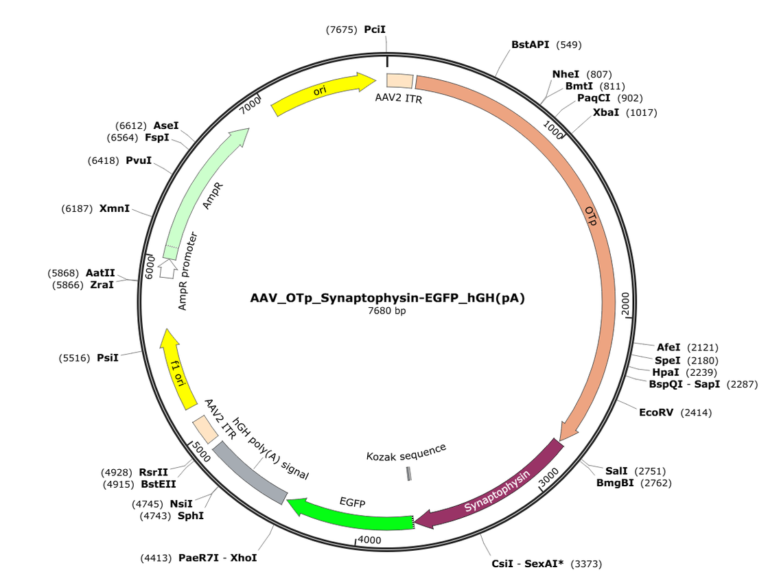 Vector map for AAV_OTp_Synaptophysin-EGFP_hGH(pA)