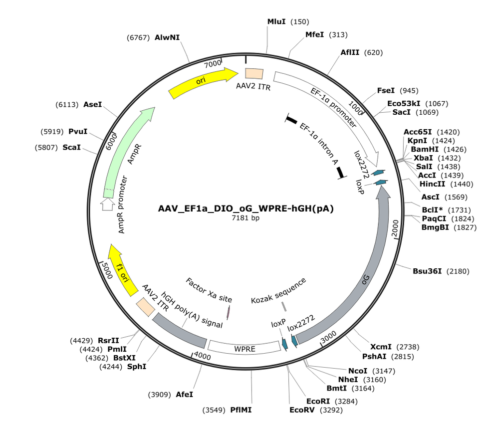 Vector map for AAV_EF1a_DIO_oG_WPRE-hGH(pA)