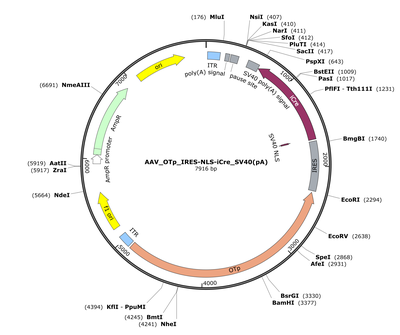 AAV_OTp_IRES-NLS-iCre_SV40(pA)