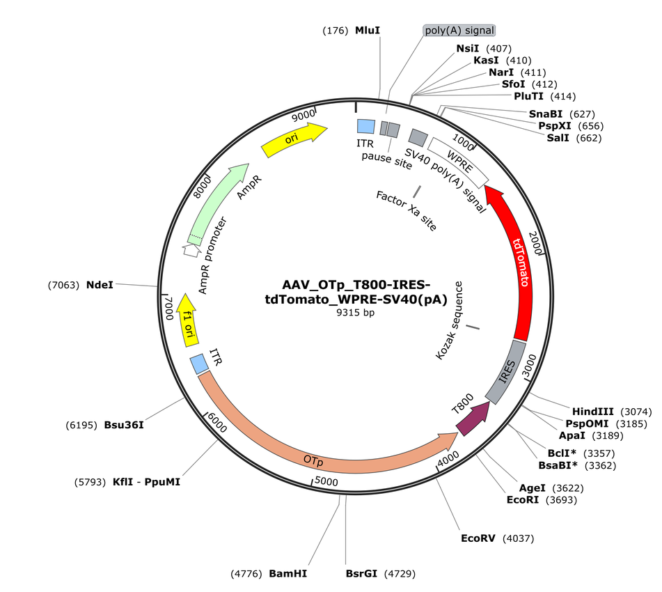 Vector map for AAV_OTp_T800-IRES-tdTomato_WPRE-SV40(pA)