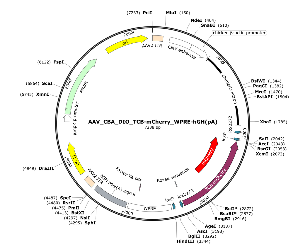 Vector map for AAV_CBA_DIO_TCB-mCherry_WPRE-hGH(pA)