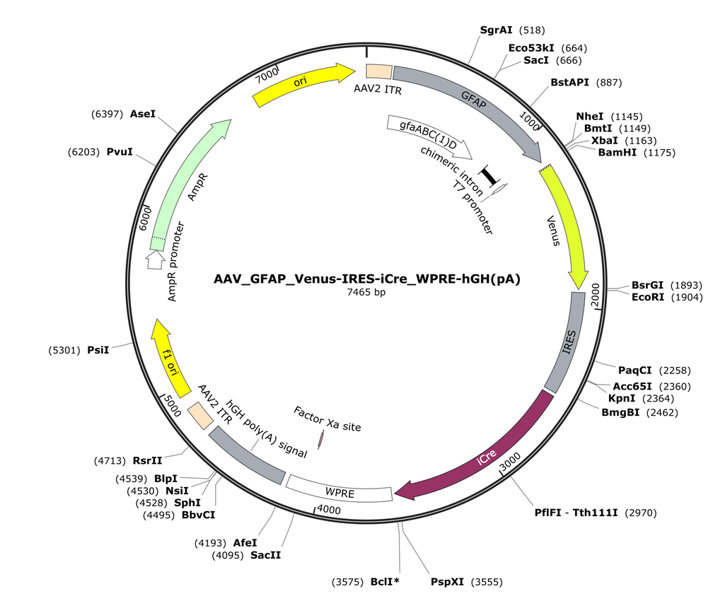 Vector map for AAV_GFAP_Venus-IRES-iCre_WPRE-hGH(pA)