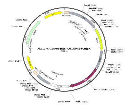 AAV_GFAP_Venus-IRES-iCre_WPRE-hGH(pA)