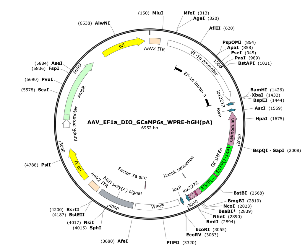 Vector map for AAV_EF1a_DIO_GCaMP6s_WPRE-hGH(pA)