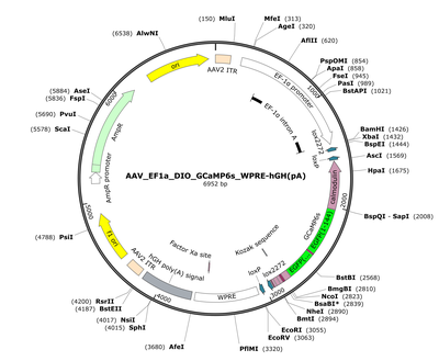 AAV_EF1a_DIO_GCaMP6s_WPRE-hGH(pA)