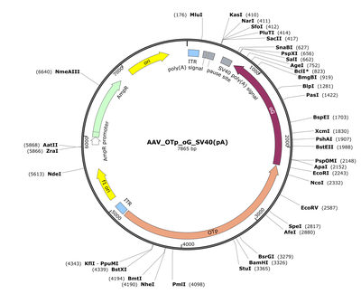 AAV_OTp_oG_SV40(pA)