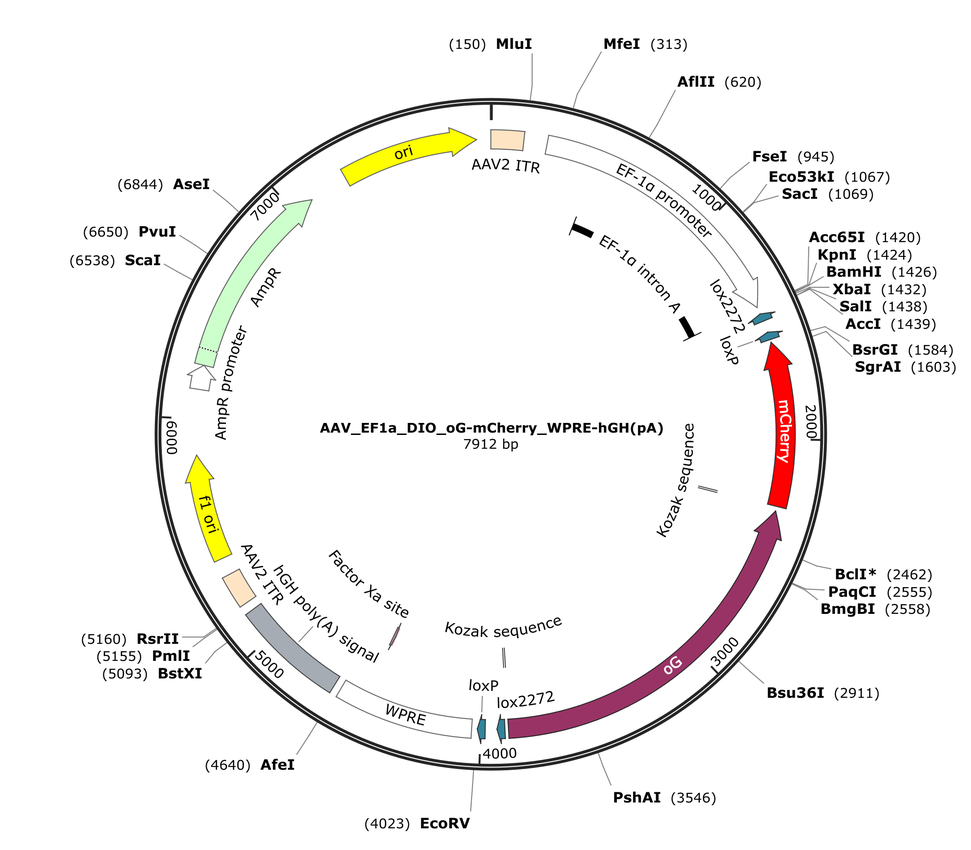 Vector map for AAV_EF1a_DIO_oG-mCherry_WPRE-hGH(pA)