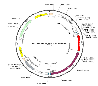AAV_EF1a_DIO_oG-mCherry_WPRE-hGH(pA)