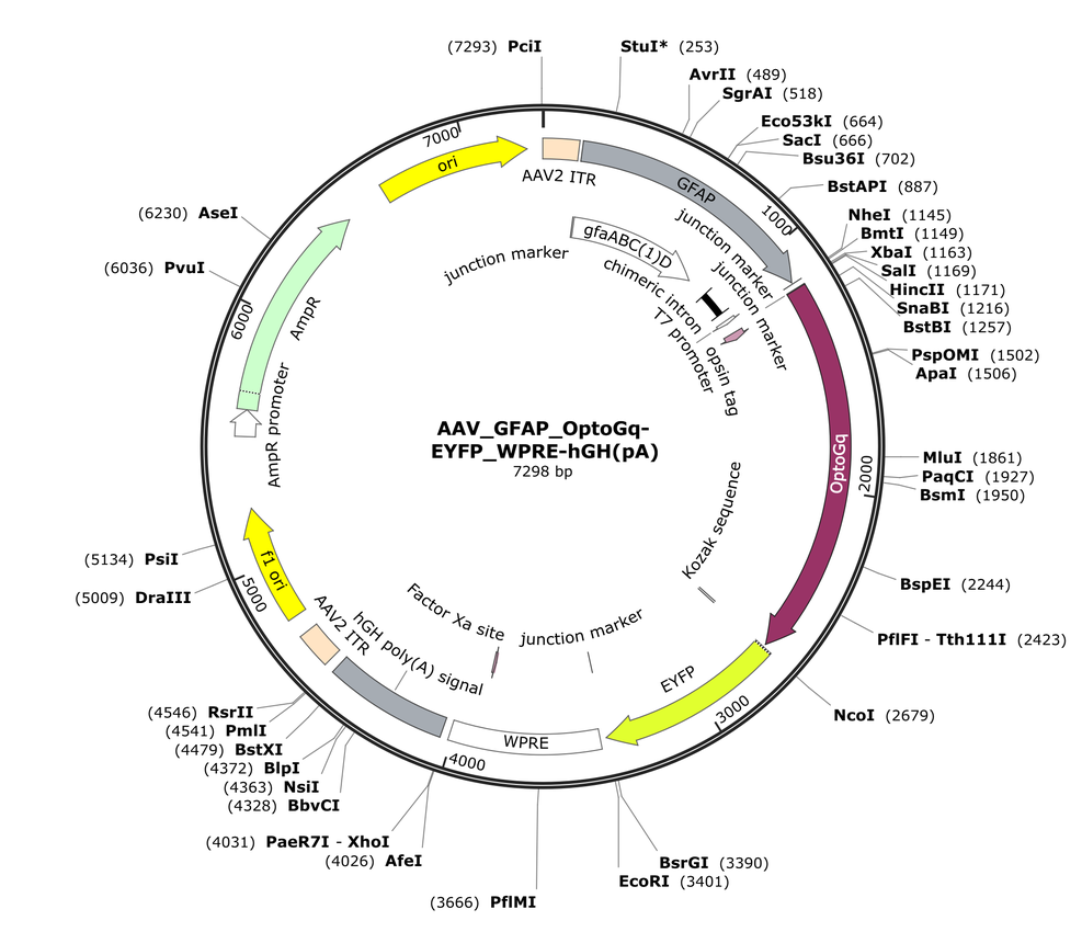 Vector map for AAV_GFAP_OptoGq-EYFP_WPRE-hGH(pA)