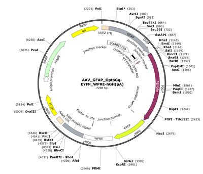 AAV_GFAP_OptoGq-EYFP_WPRE-hGH(pA)