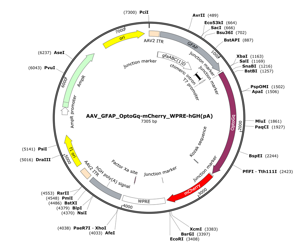 Vector map for AAV_GFAP_OptoGq-mCherry_WPRE-hGH(pA)