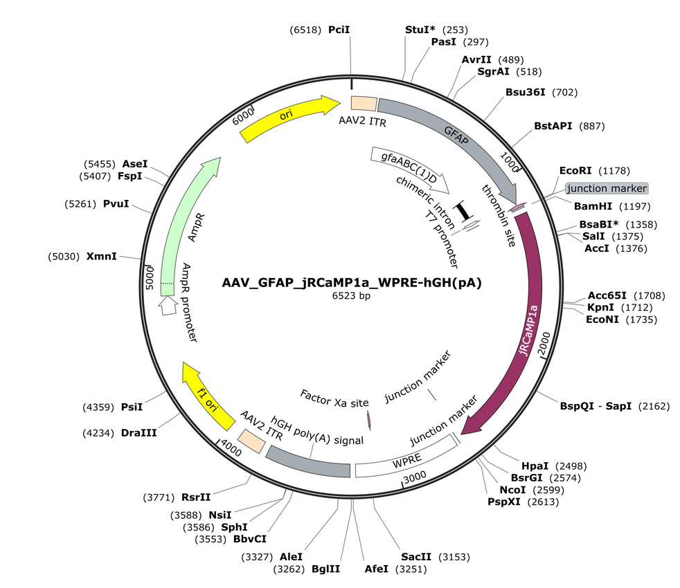 Vector map for AAV_GFAP_jRCaMP1a_WPRE-hGH(pA)