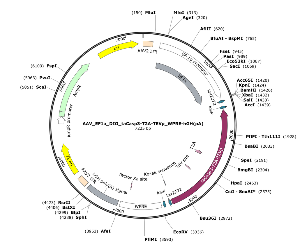 Vector map for AAV_EF1a_DIO_taCasp3-T2A-TEVp_WPRE-hGH(pA)