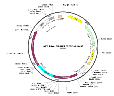 AAV_hSyn_BiPOLES_WPRE-bGH(pA)