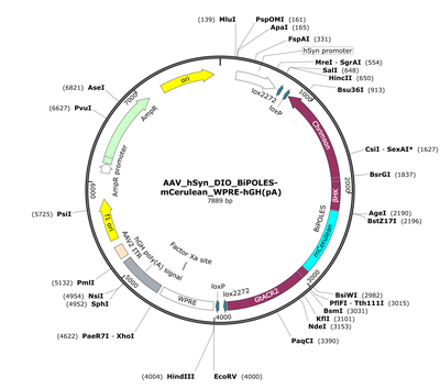 AAV_hSyn_DIO_BiPOLES-mCerulean_WPRE-hGH(pA)
