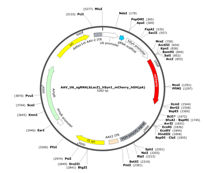 AAV_U6_sgRNA(ΔLacZ)_hSyn1_mCherry_hGH(pA)