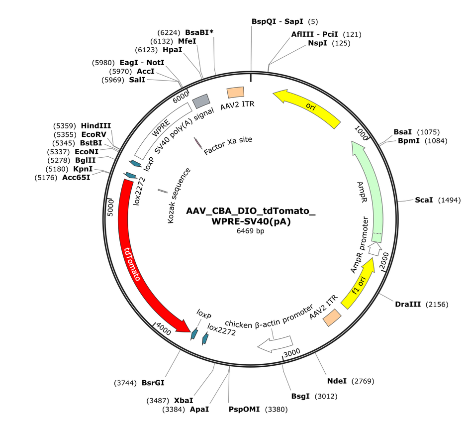 Vector map for AAV_CBA_DIO_tdTomato_WPRE-SV40(pA)