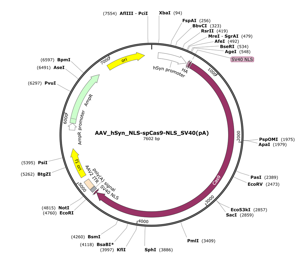 Vector map for AAV_hSyn_NLS-spCas9-NLS_SV40(pA)