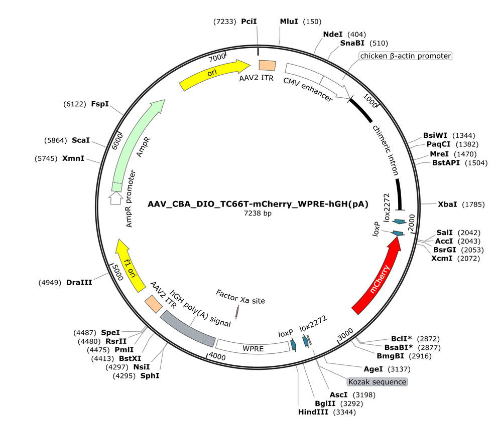 Vector map for AAV_CBA_DIO_TC66T-mCherry_WPRE-hGH(pA)