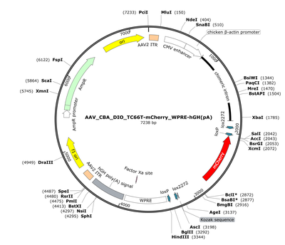 AAV_CBA_DIO_TC66T-mCherry_WPRE-hGH(pA)