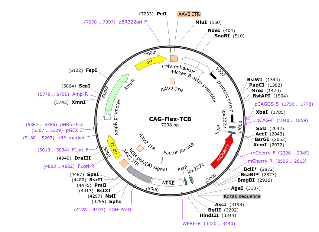 Vector map for AAV_CAG_DIO_TCB-mCherry_WPRE-hGH(pA)