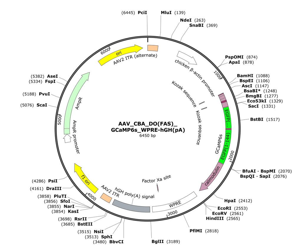 Vector map for AAV_CBA_DO(FAS)_GCaMP6s_WPRE-hGH(pA)