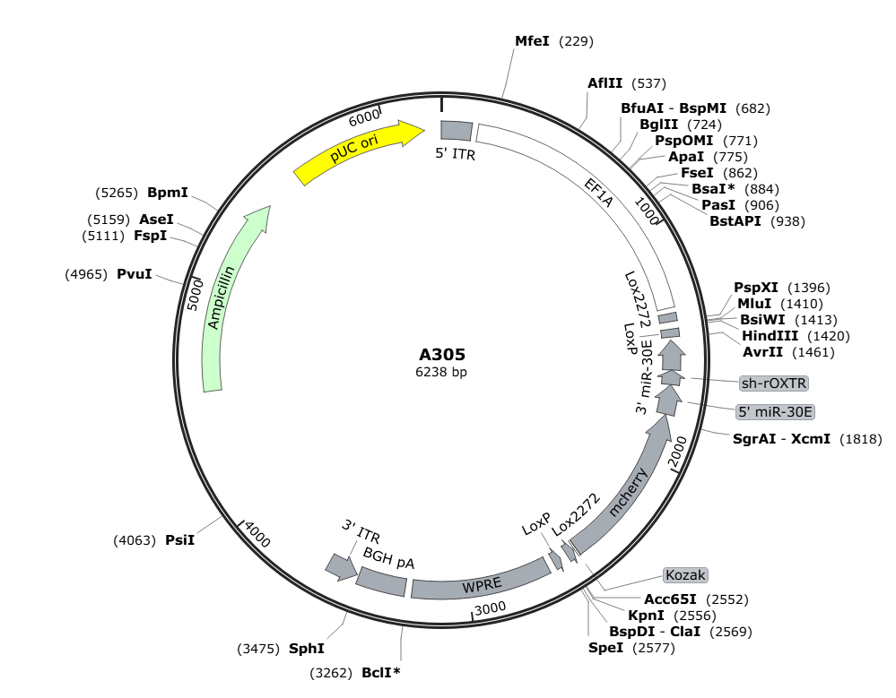 Vector map for AAV_Ef1a_DIO_sh-rOXTR-mCherry