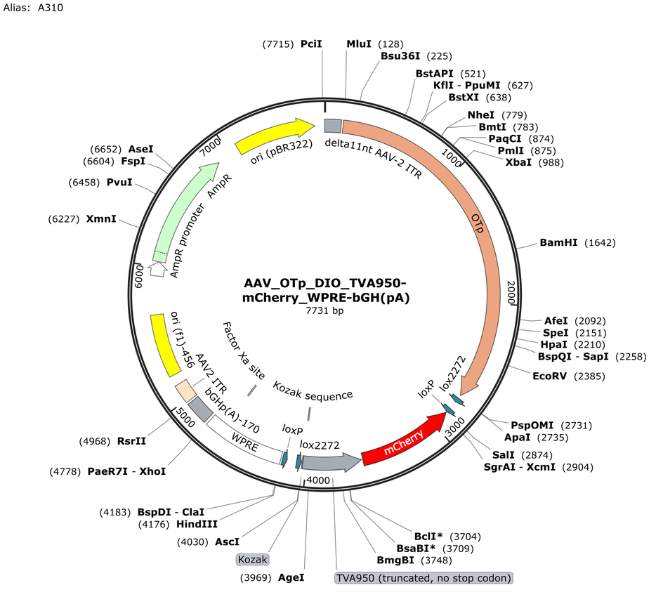 Vector map for AAV_OTp_DIO_TVA950-mCherry_WPRE-bGH(pA)