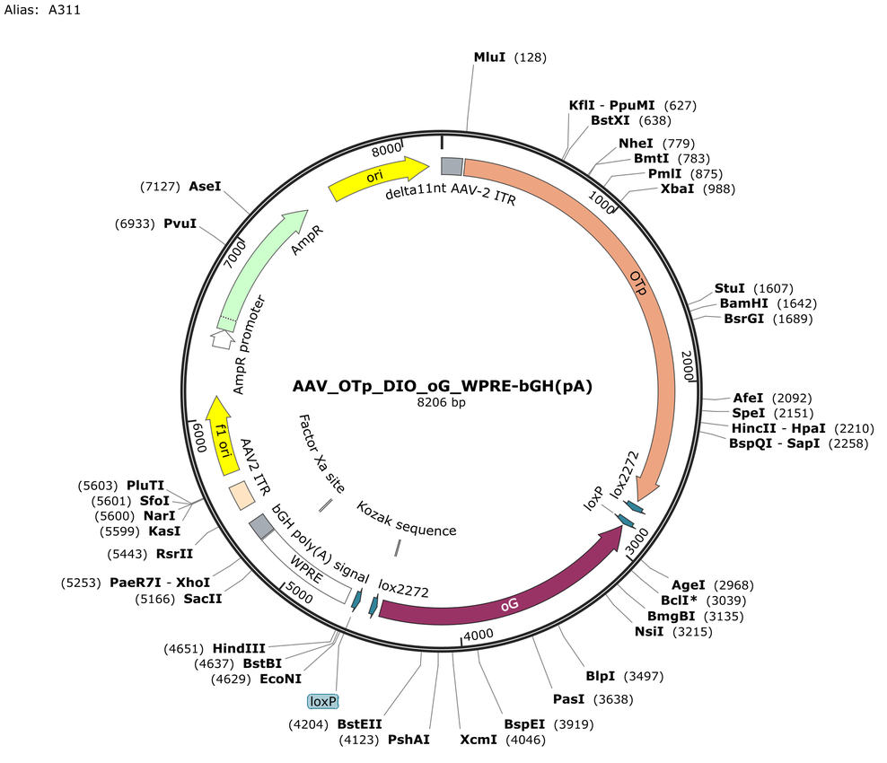 Vector map for AAV_OTp_DIO_oG_WPRE-bGH(pA)