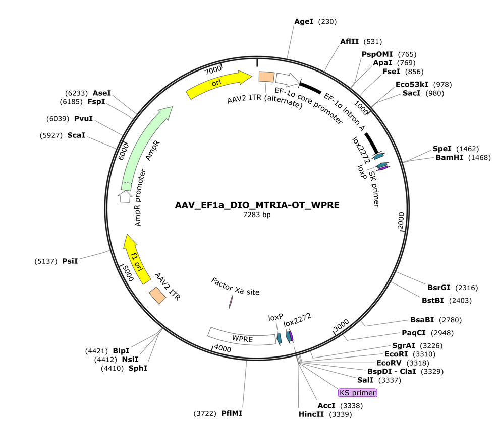 Vector map for AAV_EF1a_DIO_MTRIA-OT_WPRE