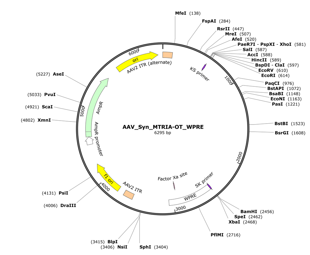 Vector map for AAV_Syn_MTRIA-OT_WPRE