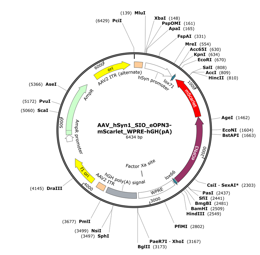 Vector map for AAV_hSyn1_SIO_eOPN3-mScarlet_WPRE-hGH(pA)