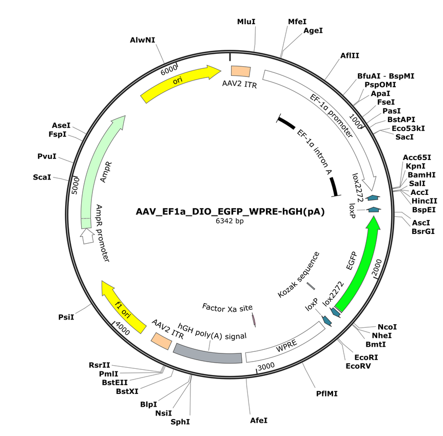 Vector map for AAV_EF1a_DIO_EGFP_WPRE-hGH(pA)
