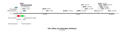 CAV_CMVp_Cre-StopLight_SV40(pA)
