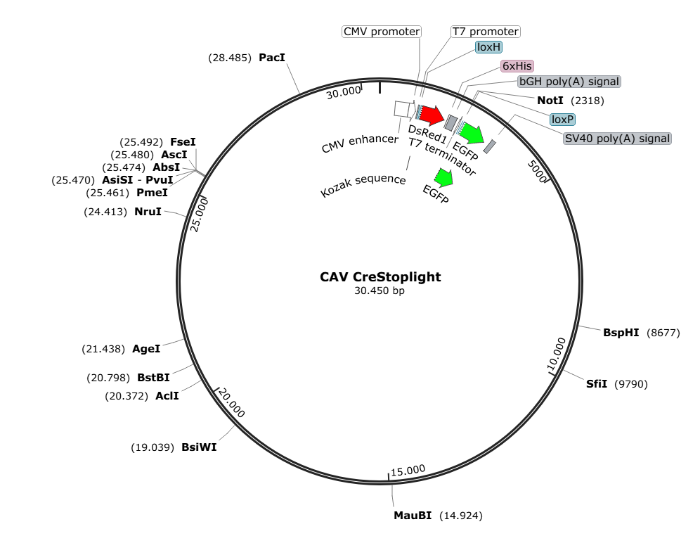 Vector map for CAV_CMVp_Cre-StopLight_SV40(pA)