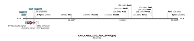 CAV_CMVp_DIO_FLP_SV40(pA)