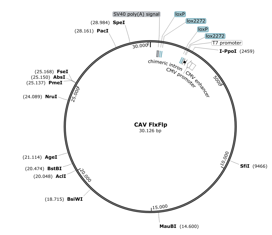 Vector map for CAV_CMVp_DIO_FLP_SV40(pA)